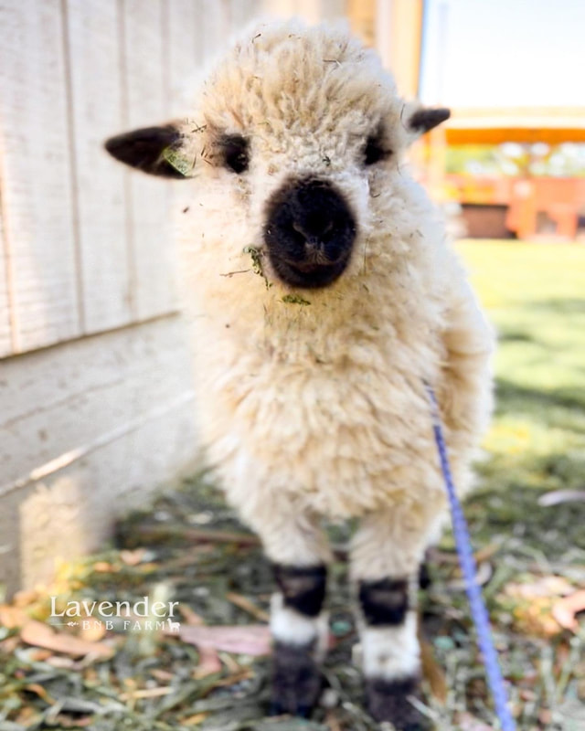 Blacknose Valais x Babydoll sheep in Sonoma, California @LavenderBnBFarmCo