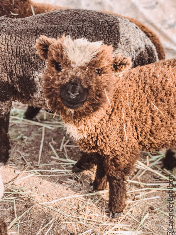 Spotted babydoll mini sheep in Sonoma, California @LavenderBnBFarmCo